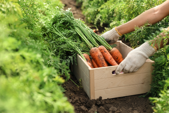 An image of hands holding a box filled with freshly-harvested carrots from a field