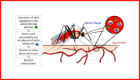 Schematic representation of Aedes aegypti female and saliva induced enhancement of arbovirus infection, by Dr Emilie Pondeville