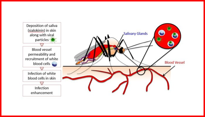 Schematic representation of Aedes aegypti female and saliva induced enhancement of arbovirus infection, by Dr Emilie Pondeville