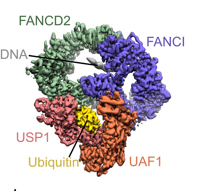 Ubiquitin molecule