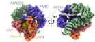 Molecular structure of UAF1-USP1 bound to FANCI-FANCD2