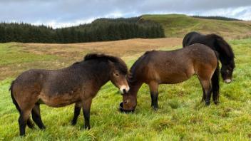 Pic of Exmoor ponies