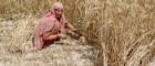 Wheat Harvest, at Dabli vas Chugta, Rajasthan, India. Photo: Jennifer Bates, University of Pennsylvania, 2012. 