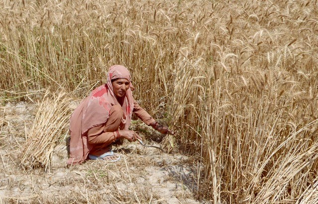 Wheat Harvest, at Dabli vas Chugta, Rajasthan, India. Photo: Jennifer Bates, University of Pennsylvania, 2012. 