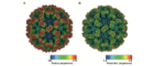 Cryo EM reconstruction of vesivirus 2117 VLPs