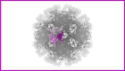A graphic showing the cryo-EM structure of vesivirus 2117