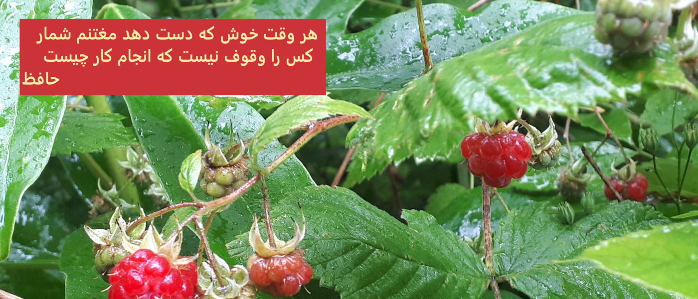 Photo of raspberries 