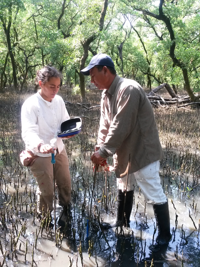 Dr Alejandra Vovides and a colleague use a length of steel pipe and a doppler heart monitor to map mangrove tree root grafts