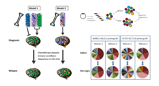 Figure 1 illustrates potential models for the relationship between bone marrow and CNS leukaemic clones. 