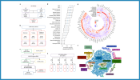 Fig 1. cis-eQTL analysis of the human kidney and genetic variants identified in GWASs of BP (BP-GWAS SNPs)