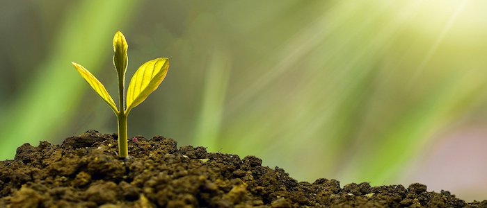 Green shoot emerging from the earth