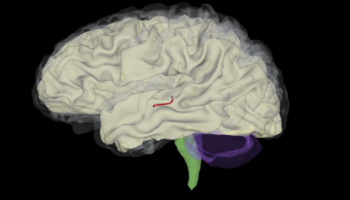 A biomedical visualisation rendering of the human brain viewed from the side