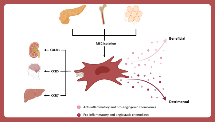 Figure 1. Chemokine receptor expression and chemokine secretion predict therapeutic potential. MSCs isolated from different tissues have a differential chemokine receptor expression and chemokine secretion that results in differential potential as cellular therapeutics