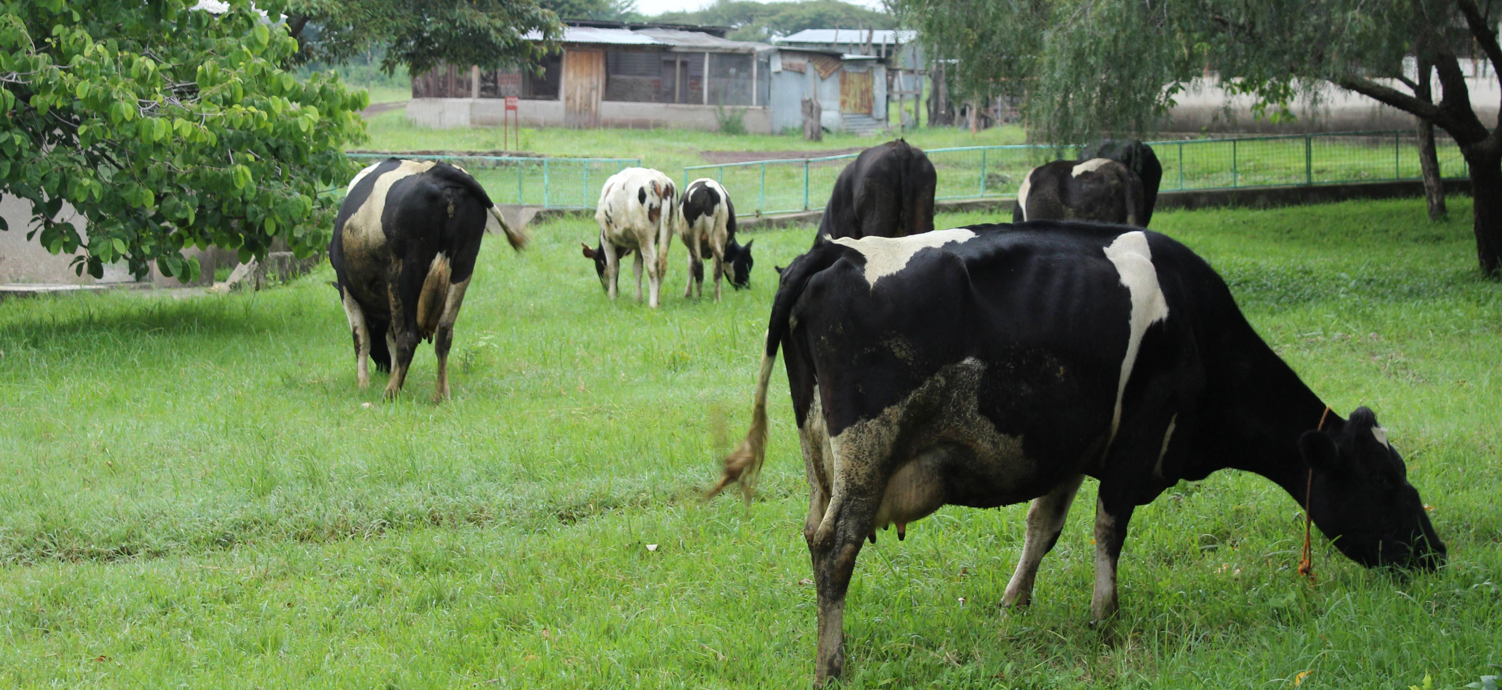 Black and white cows grazing outside a building in northern Tanzania