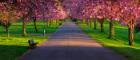 Photo of park with trees in blossom