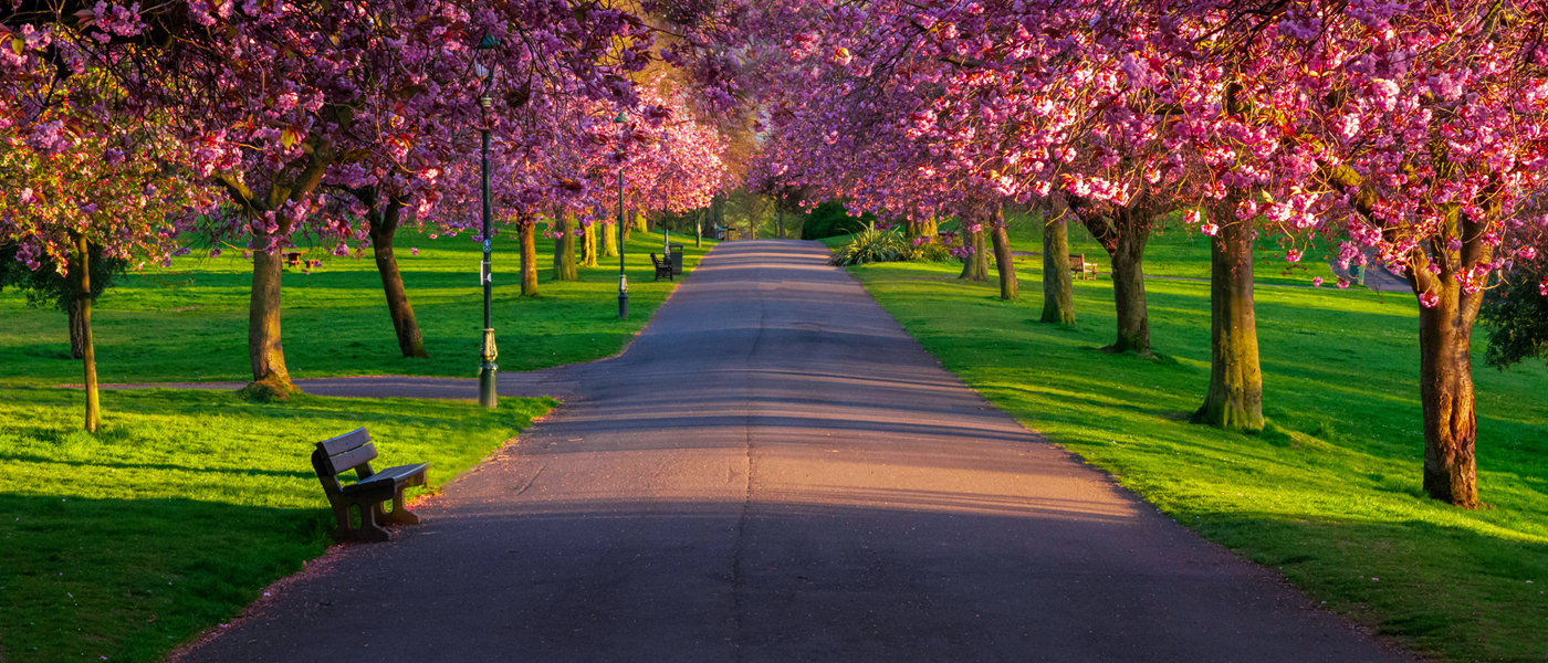 Photo of park with trees in blossom