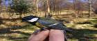 Image of a hand holding a great tit