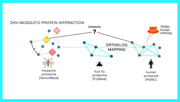 A graphical abstract showing development of an Aedes aegypti cell line which stably expresses Zika virus (ZIKV) capsid proteins in order to study virus-vector protein-protein interactions through quantitative label-free proteomics