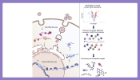 A graphical abstract for the Global analysis of protein-RNA interactions in SARS-CoV-2 infected cells reveals key regulators of infection research 