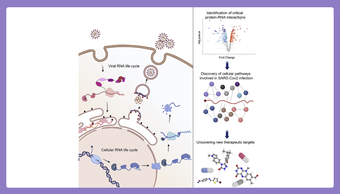 A graphical abstract for the Global analysis of protein-RNA interactions in SARS-CoV-2 infected cells reveals key regulators of infection research 