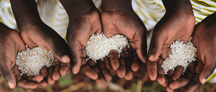 hands holding seeds