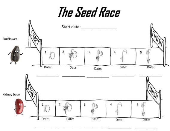 Line drawing of a seed racing along a track