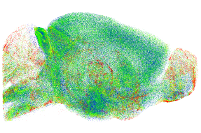 An image of a mouse brain created using the RAPID imaging system