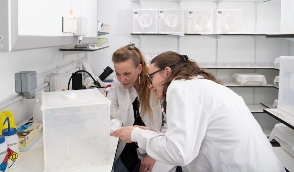 Image of two female researchers looking at mosquitoes in the insectaries. 