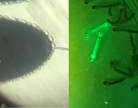 Photo showing microinjection of mosquito eggs (left) and GFP transgenic larvae (right).