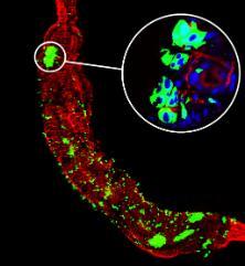 A confocal microscope image of a mosquito gut infected with bunyamwera virus