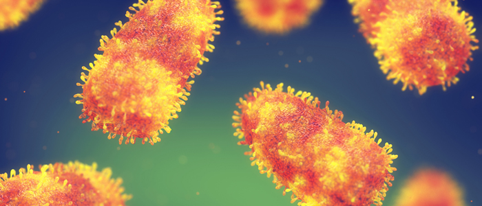 Image of rabies cells