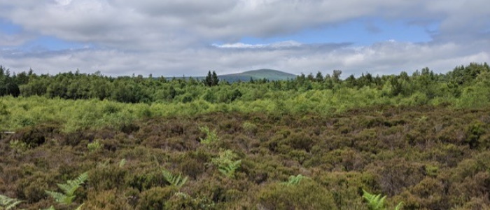 Bright Edge Deep: peatlands in history, cultural heritage, and climate - a round table discussion 