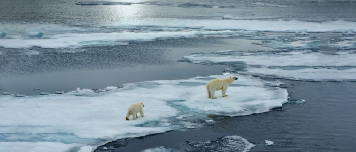 Polar bear sow and cub walk on ice floe in Norwegian arctic waters