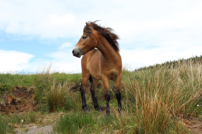 An Exmoor pony on Cochno Farm