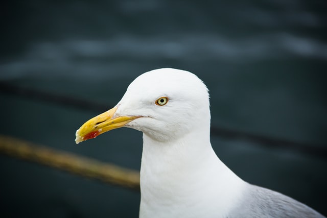Picture of Gull 02