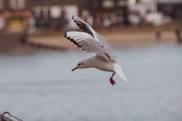 Picture of Gull 04