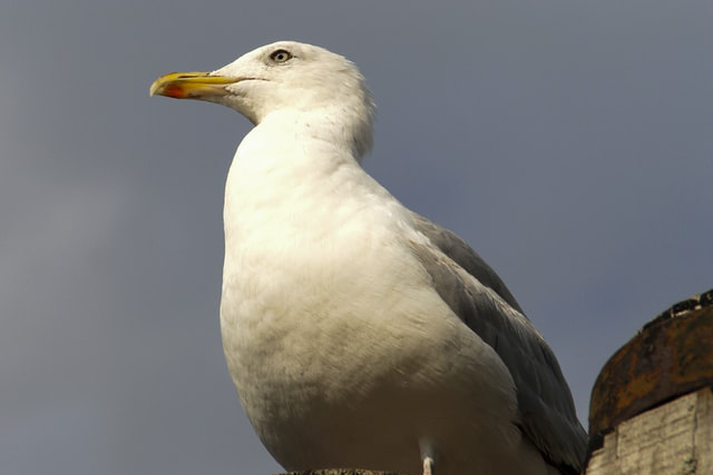 Picture of Gull 05