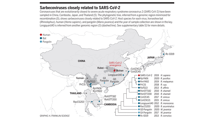 A graphic map with data showing incidences of coronaviruses evolutionary closest to SARS-CoV-2 in China, Cambodia, Japan, and Thailand.  