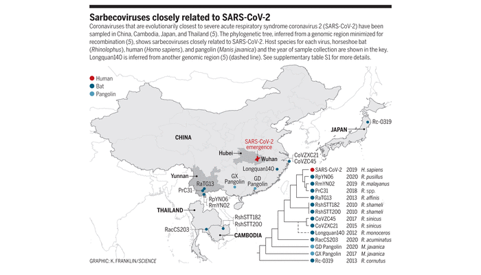 A graphic map with data showing incidences of coronaviruses evolutionary closest to SARS-CoV-2 in China, Cambodia, Japan, and Thailand.