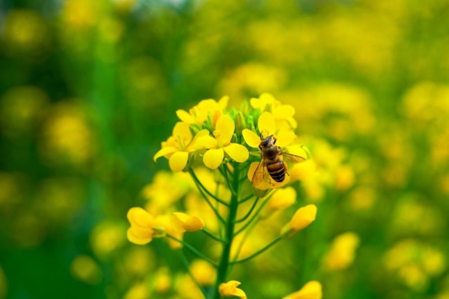 A bee on rapeseed flowers