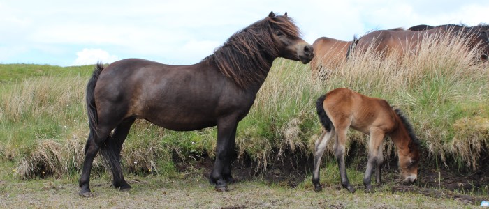 An Exmoor pony and filly on Cochno Farm