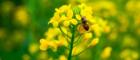 A bee on rapeseed flowers