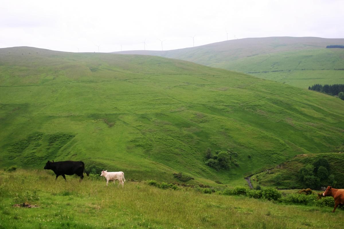 Cattle, enclosures of the 18th-century farm of Coulshill, and a modern wind farm in the Ochil Hills of Central Scotland (Strathearn Environs and Rural Forteviot