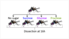 Schematic of experimental design. Females that did not have access to sucrose for 48 h were either not sugar fed or fed with 10% sucrose, 10% glucose or 10% fructose solution. Digestive tracts were dissected 16 h post sugar feeding time.