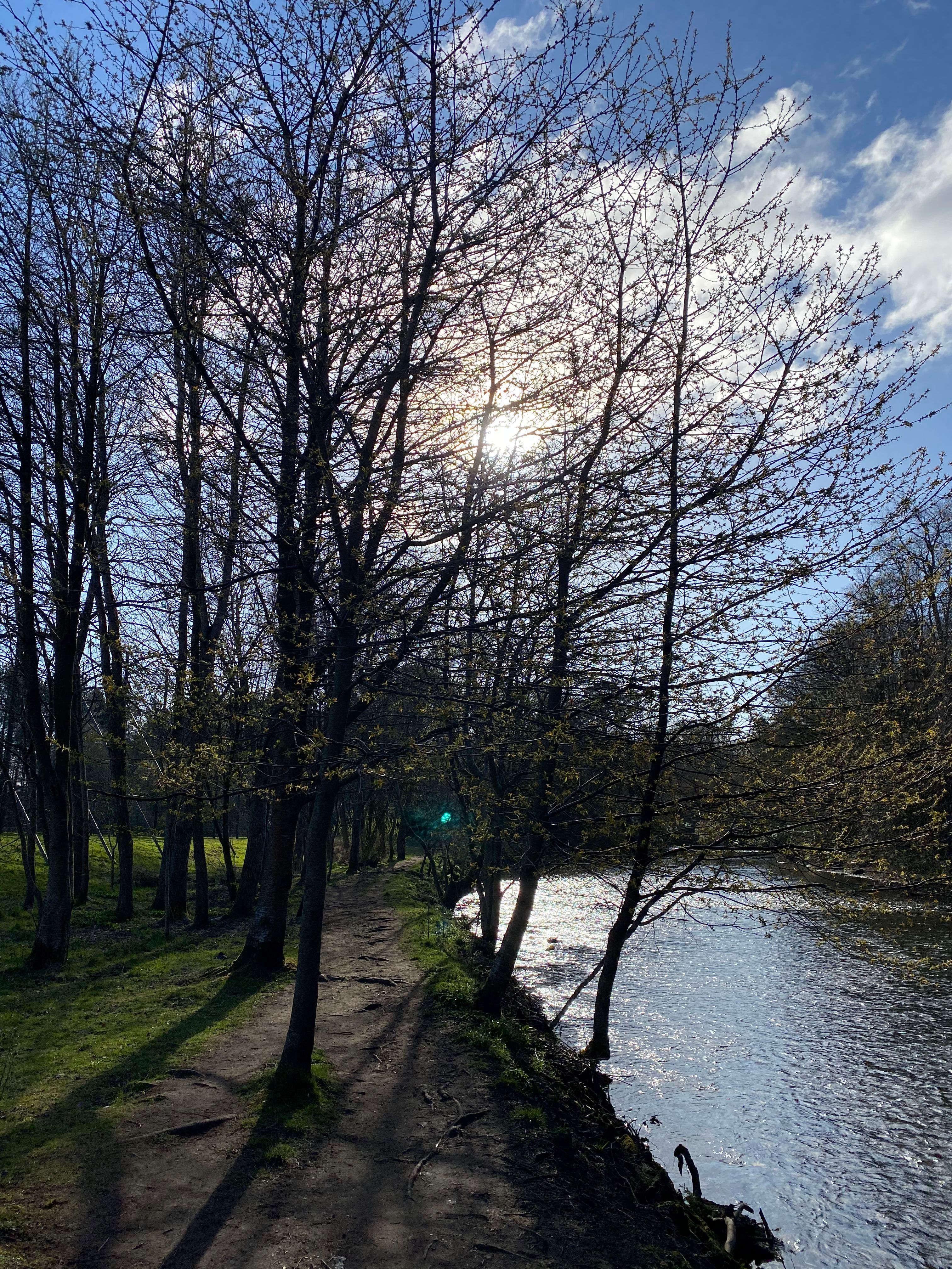 Trees next to the river Kelvin