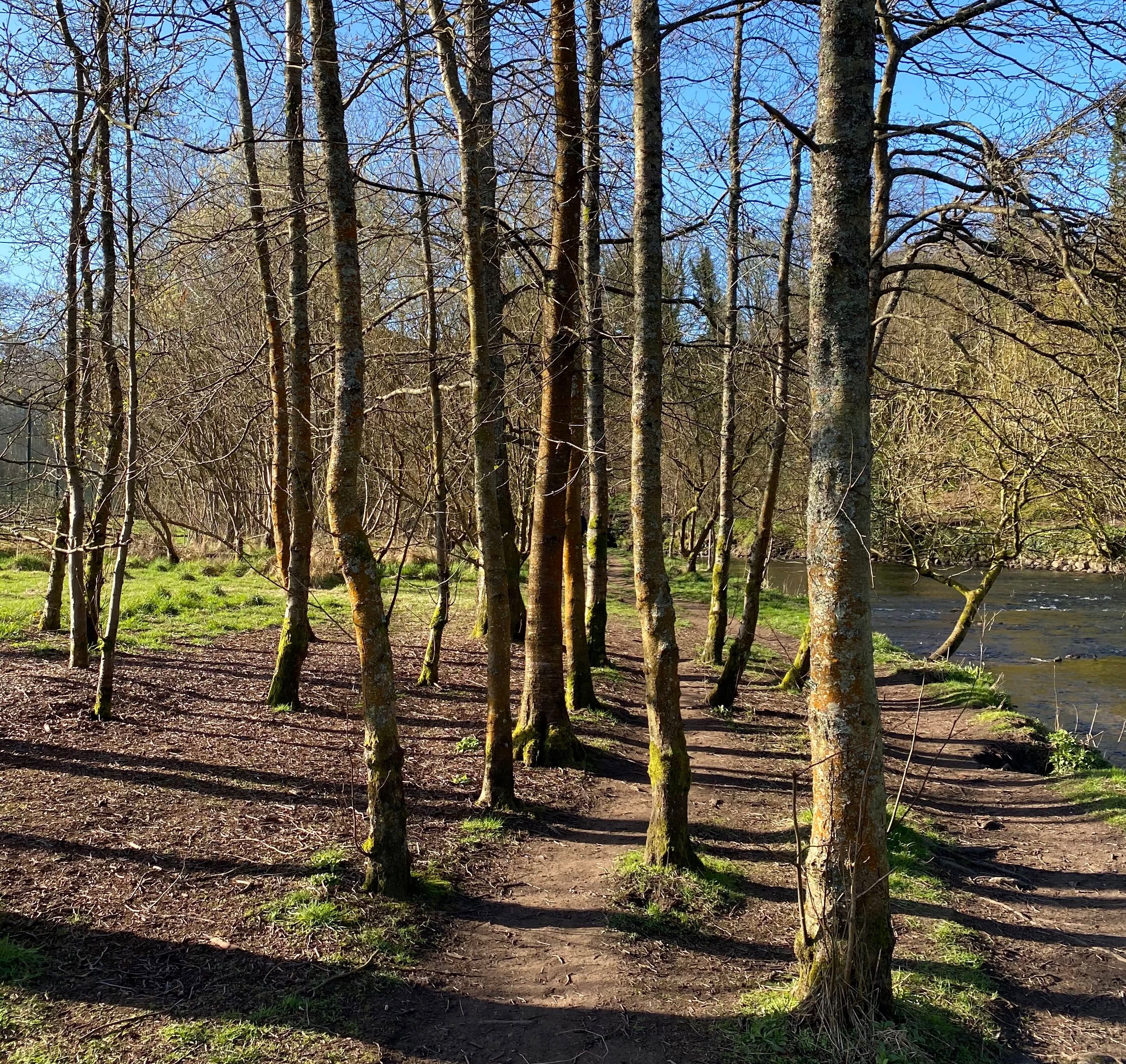 Winter's day, bare trees next to the Kelvin river