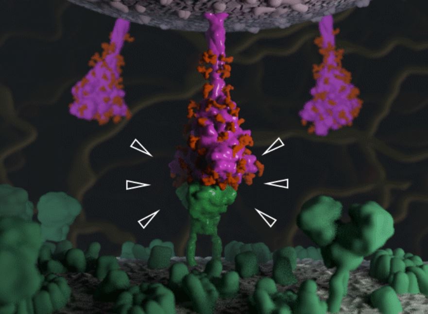An image of SARS-CoV-2 binding to the ACE2 receptor