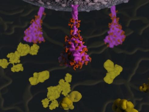 Antibodies attaching to spike proteins animation