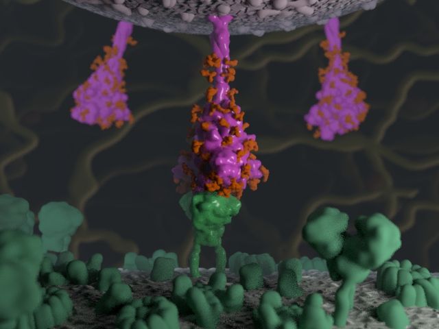 COVID-19 spike protein image by Sarah Iannucci