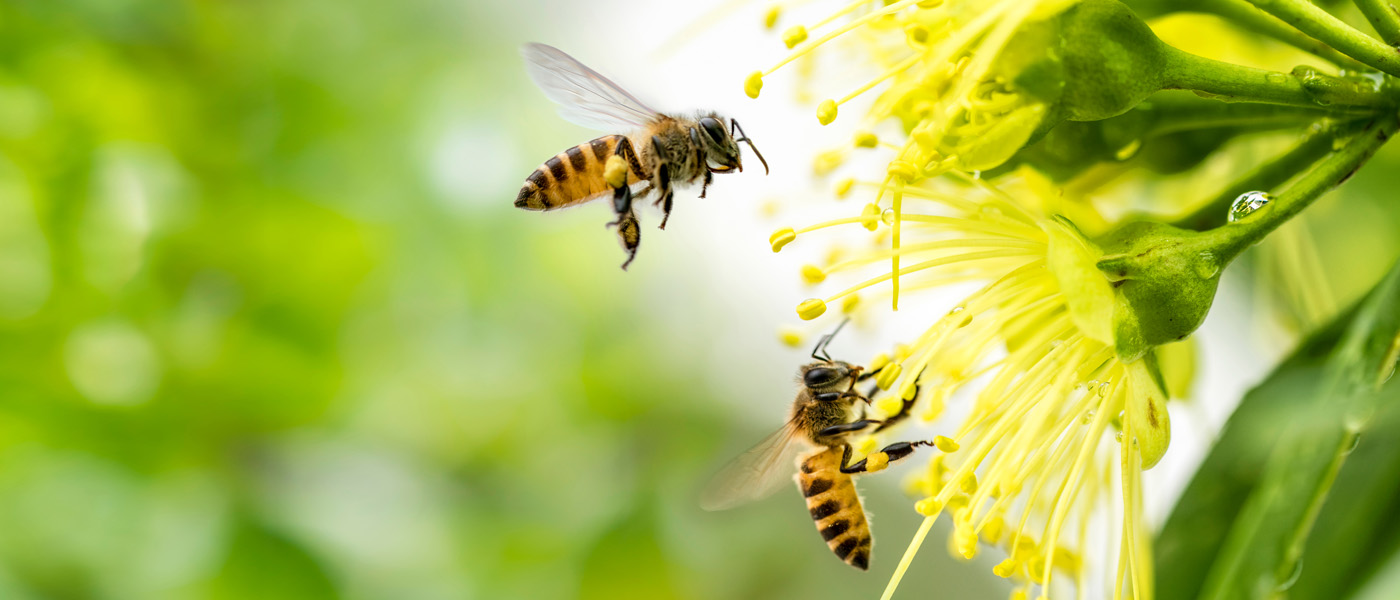 Wasps landing on a flower
